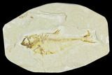 Bargain, Fossil Fish (Diplomystus) - Green River Formation #120688-1